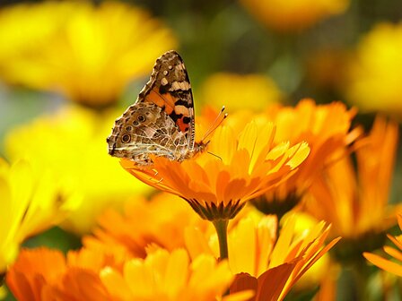 Goudsbloemen