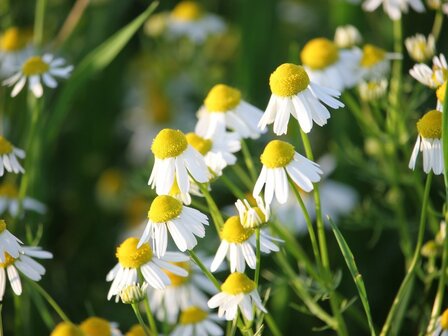 Kamille bloemen