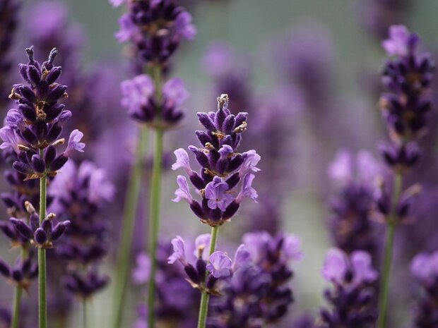 Badolie Lavendel-Melisse 