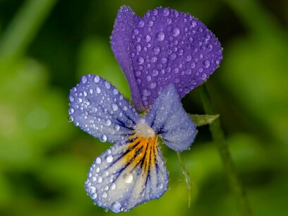 Driekleurig viooltje Driekleurig viooltje